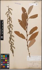 Foto von Salix caprea L. x Salix purpurea L.